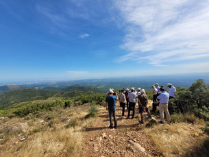 Integrated olive orchard management