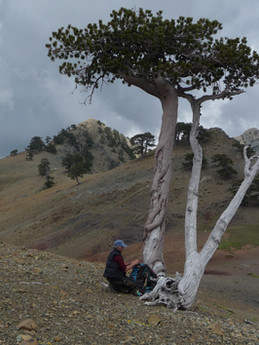 Fieldwork